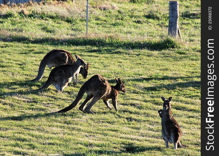 Kangaroos grazing in late afternoon