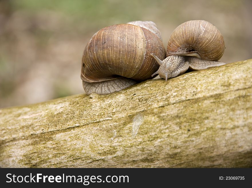 Two brown snail shell on a branch. Two brown snail shell on a branch