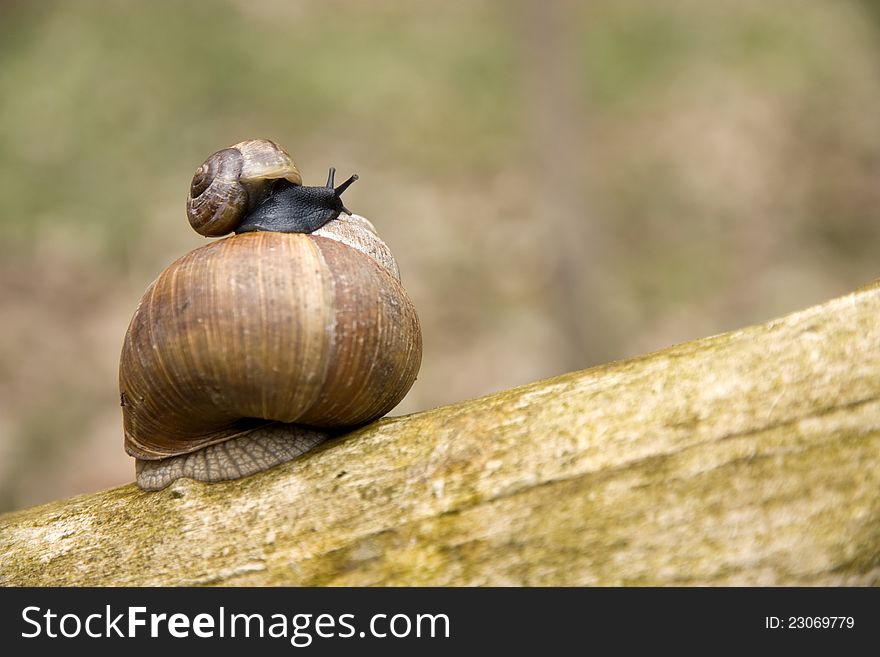 Two shells of snails friendship brown branch. Two shells of snails friendship brown branch