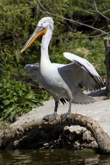 Pelican With Outspread Wings Royalty Free Stock Images Pelican With Outspread Wings Royalty Free Stock Images