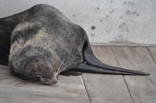 Sleeping Sea Lion Royalty Free Stock Image Sleeping Sea Lion Royalty Free Stock Image