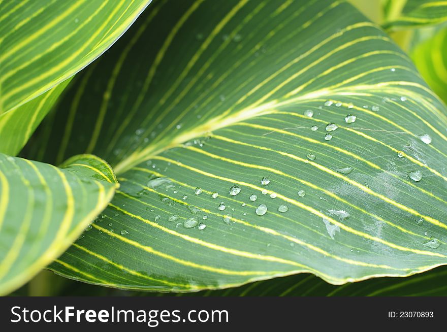 Dew drops on big green leaves. Canna x generalis - 
Indian shot. Dew drops on big green leaves. Canna x generalis - 
Indian shot