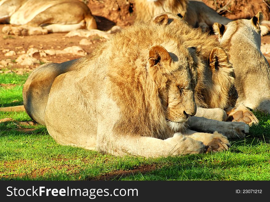 Group of lions resting on the grass