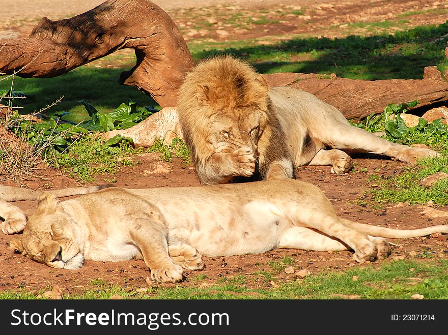 Group of lions resting on the grass