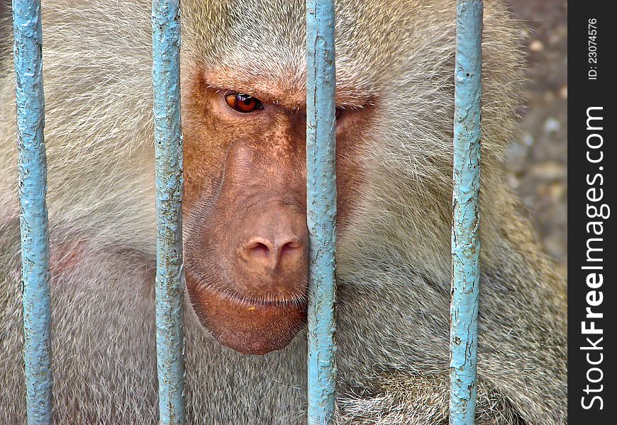 Sad monkey sits behind bars at the zoo. She yearns for freedom, for the bright sun and a thick, green jungle. . Sad monkey sits behind bars at the zoo. She yearns for freedom, for the bright sun and a thick, green jungle.