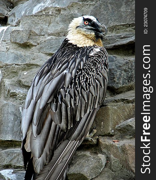 Eagle, a very proud bird. Even in the aviary zoo, he does not lose its proud, inflexible form. Eagle, a very proud bird. Even in the aviary zoo, he does not lose its proud, inflexible form.