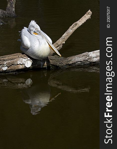Sitting Pelican , Pelican on wood, white pelican, pelican over the water, resting pelican, pelican reflection