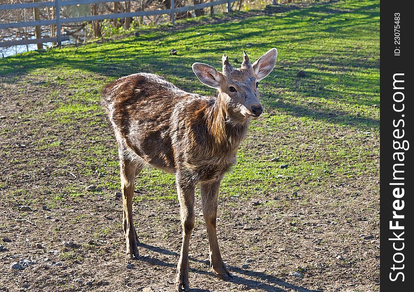 In the fall, the zoo is felt the approach of winter. Deer, like Most of the animals at this time, enjoying the last rays of warm sun and the remains of the autumn greens. In the fall, the zoo is felt the approach of winter. Deer, like Most of the animals at this time, enjoying the last rays of warm sun and the remains of the autumn greens.