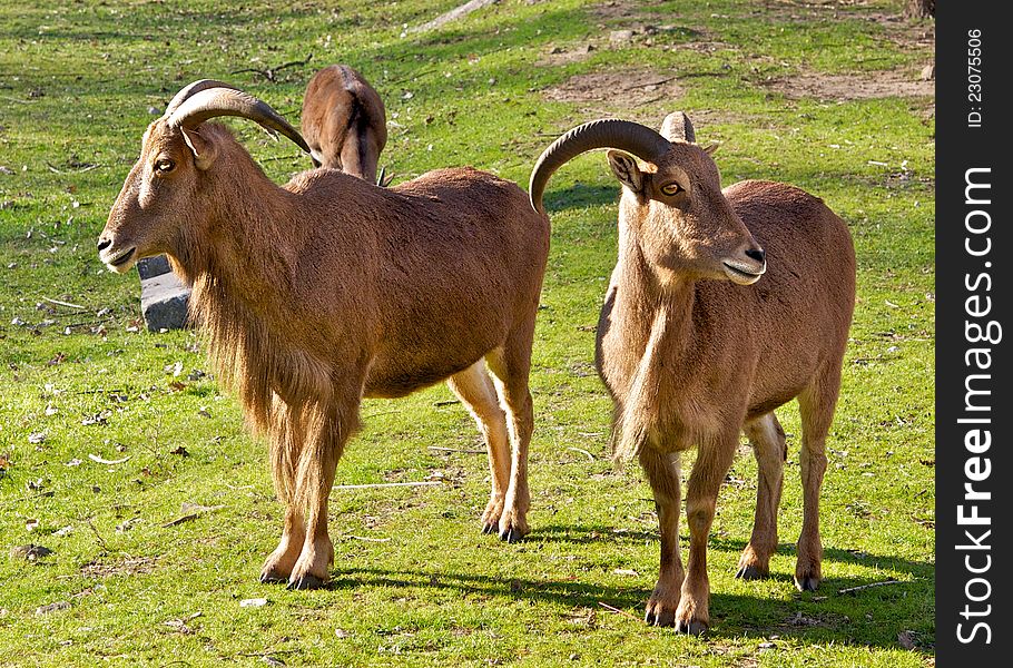 In the fall, the zoo is felt the approach of winter. Mountain goats, as well as Most of the animals at this time, enjoying the last rays of warm sun and the remains of the autumn greens. In the fall, the zoo is felt the approach of winter. Mountain goats, as well as Most of the animals at this time, enjoying the last rays of warm sun and the remains of the autumn greens.