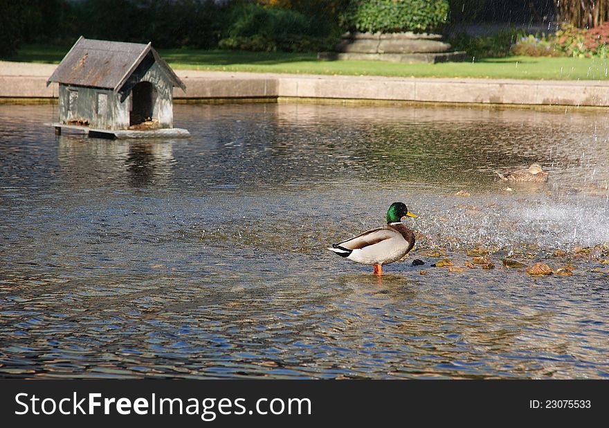 Duck swimming in a spray of a fountain. Duck swimming in a spray of a fountain