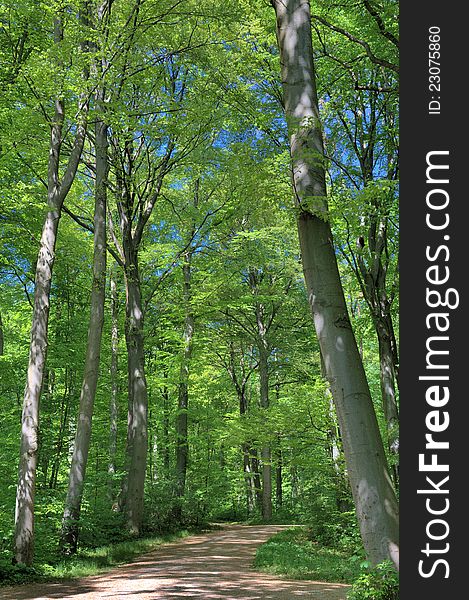 Spring forest walkway in sunny day. Spring forest walkway in sunny day