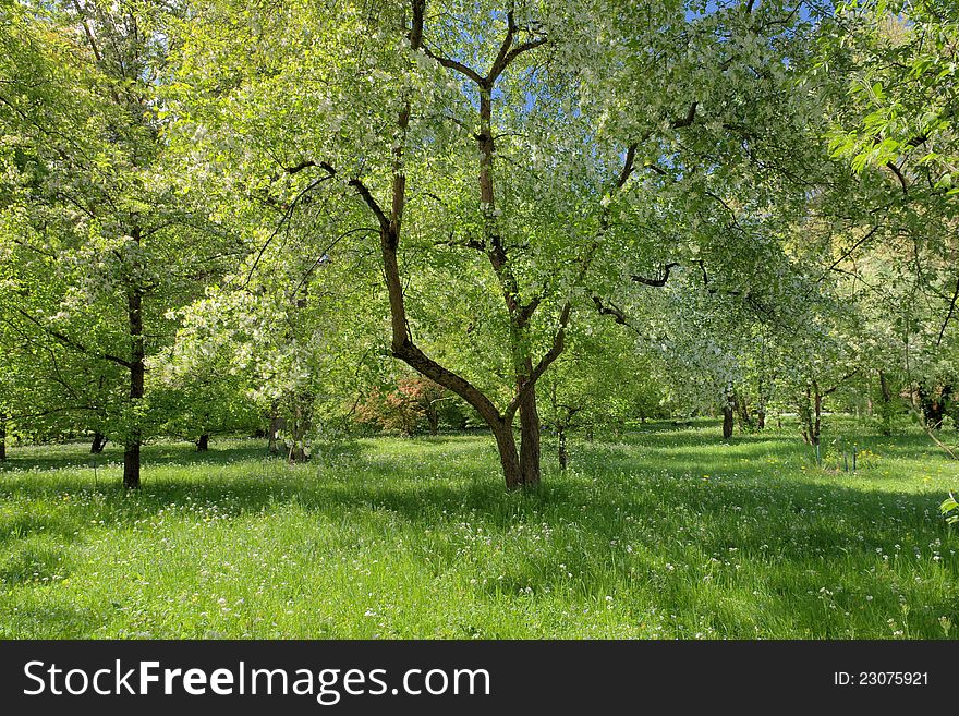 Fruit orchard in spring sunny day. Fruit orchard in spring sunny day