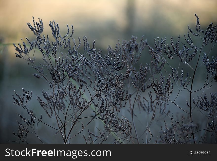 Dry herbs on sunset light