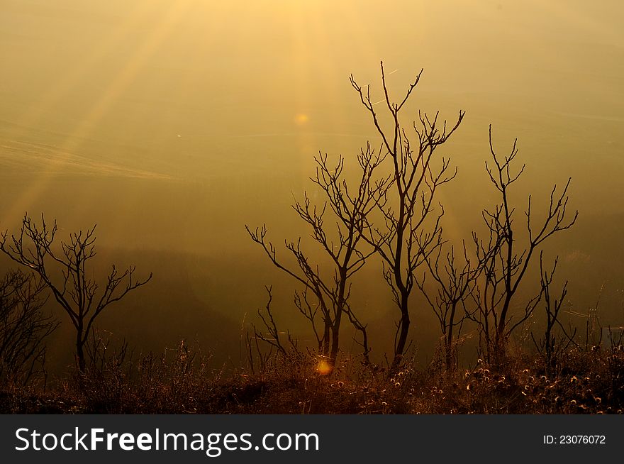 Dry herbs on sunset light