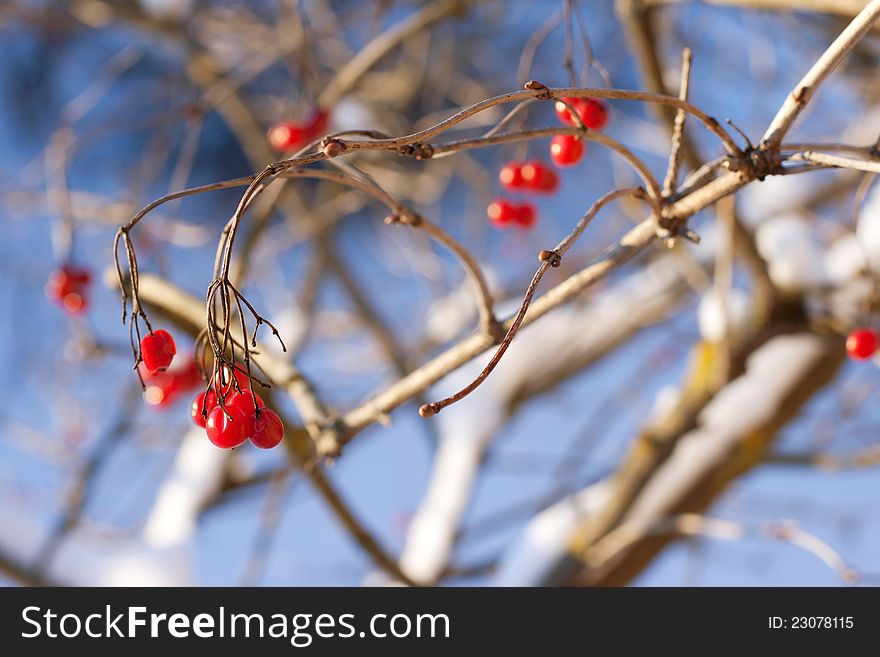 Viburnum berries in winter. winter day. January. Viburnum berries in winter. winter day. January
