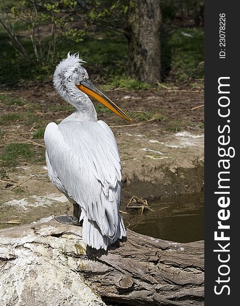 Pelican standing on a log, pelican turns himself in, watching a pelican, pelican looks, pelican near water. Pelican standing on a log, pelican turns himself in, watching a pelican, pelican looks, pelican near water