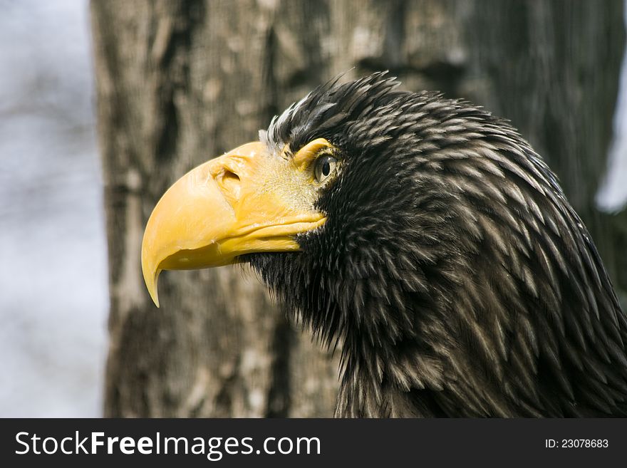 Detail of eagle head, eagle watching area, close down the eagle, eagle eye, detail, detail of an eagle's beak. Detail of eagle head, eagle watching area, close down the eagle, eagle eye, detail, detail of an eagle's beak