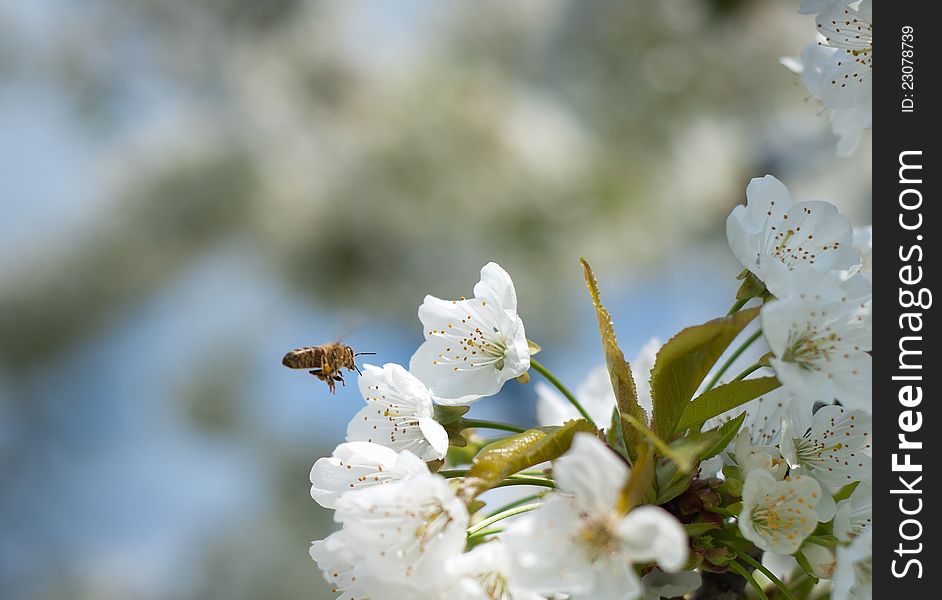 Bees pollinating cherry blossom in spring