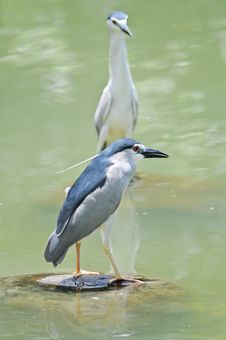 Black-crowned Night-Heron Royalty Free Stock Images