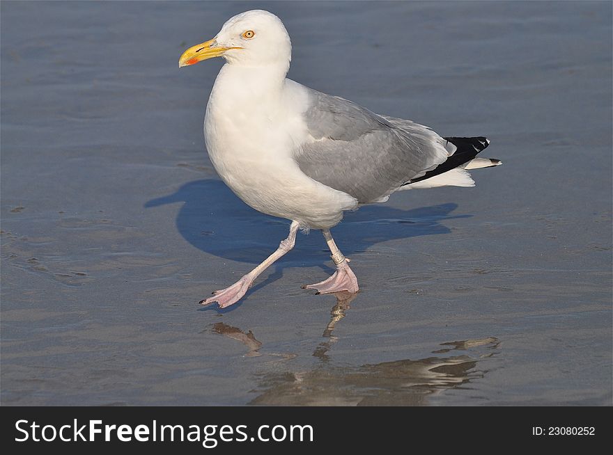 A seagull is walking in the shore of a New England's beach. A seagull is walking in the shore of a New England's beach.