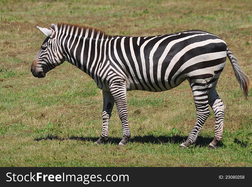 Zebra Portrait