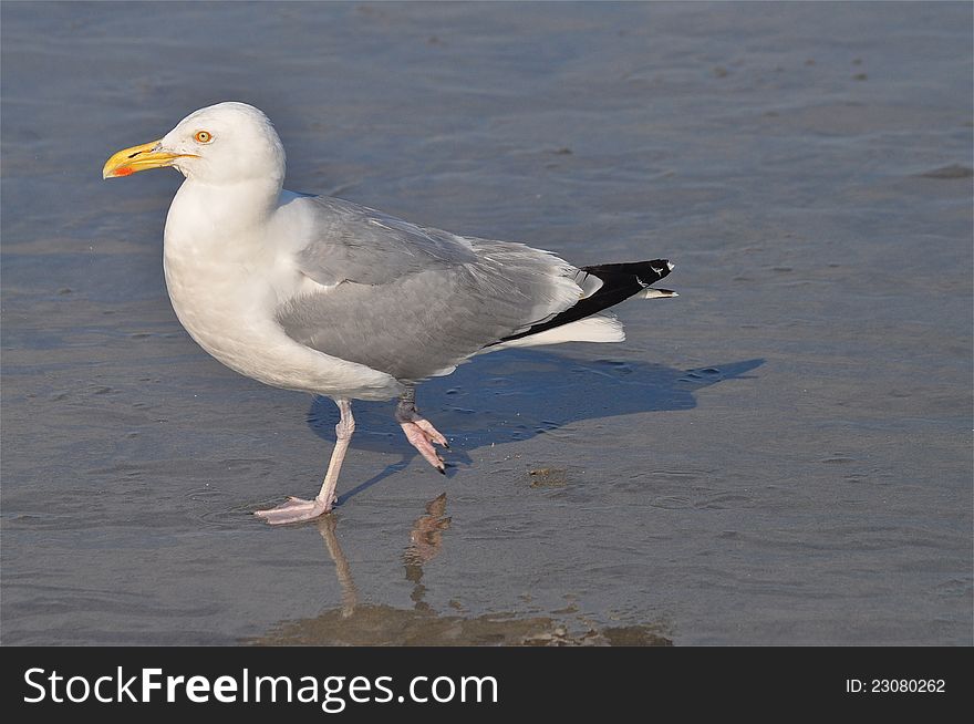 Every morning, this seagull walks looking for fresh food, through the shore of a beach. Every morning, this seagull walks looking for fresh food, through the shore of a beach.