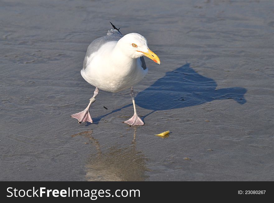 A funny gull is walking in a wet beach's shore. A funny gull is walking in a wet beach's shore.