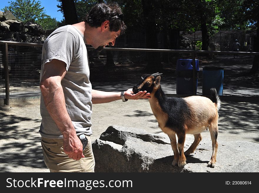 A man is feeding and taking care of a goat in a zoo park. A man is feeding and taking care of a goat in a zoo park.