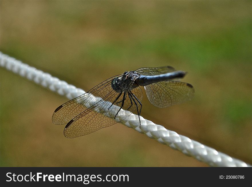 A beautiful dragonfly is on a rope. A beautiful dragonfly is on a rope.