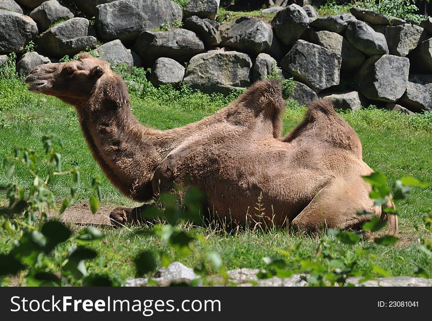 A camel is resting in a green grassland. A camel is resting in a green grassland.