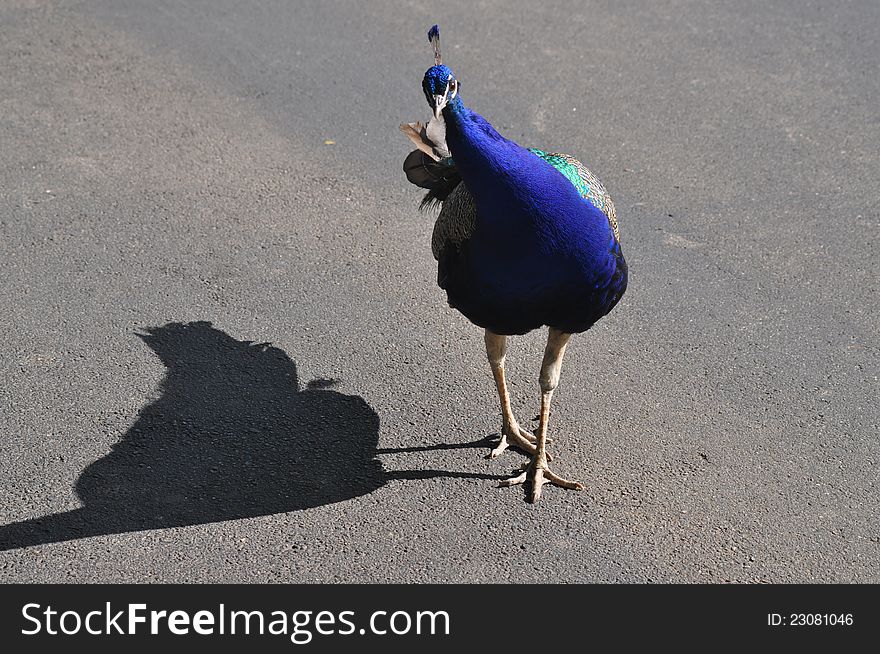 A beautiful and funny peacock is crossing the street. A beautiful and funny peacock is crossing the street.