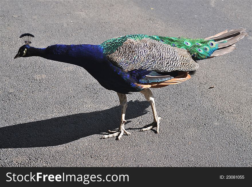 Attentive Peacock