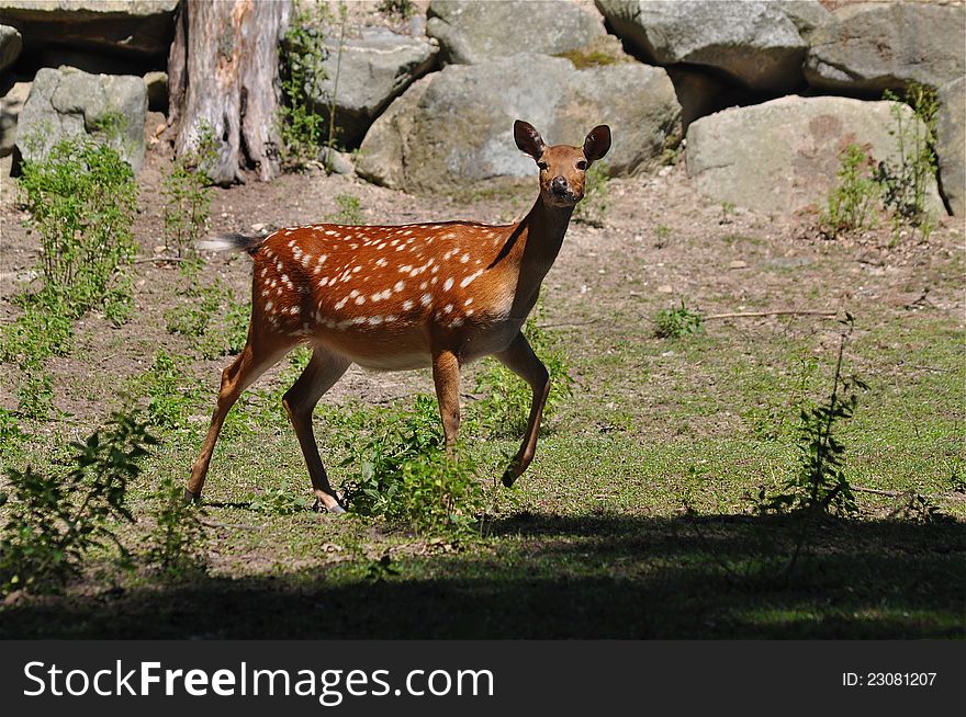 A beautiful young deer running in the forest. A beautiful young deer running in the forest