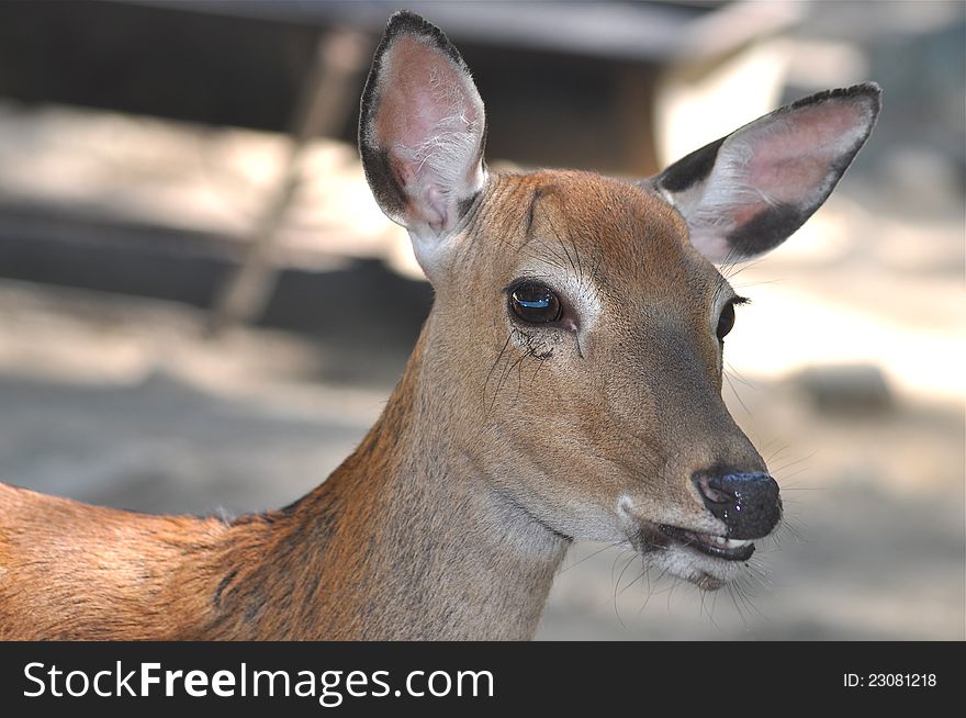 A young deer is looking to the camera. A young deer is looking to the camera.