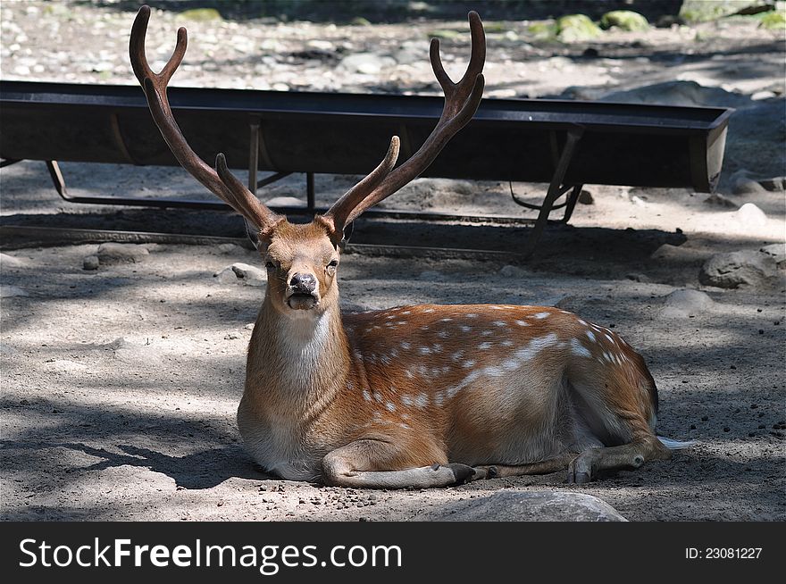 The King of deers is looking quietly and resting in a secure environment, the Zoo. The King of deers is looking quietly and resting in a secure environment, the Zoo.