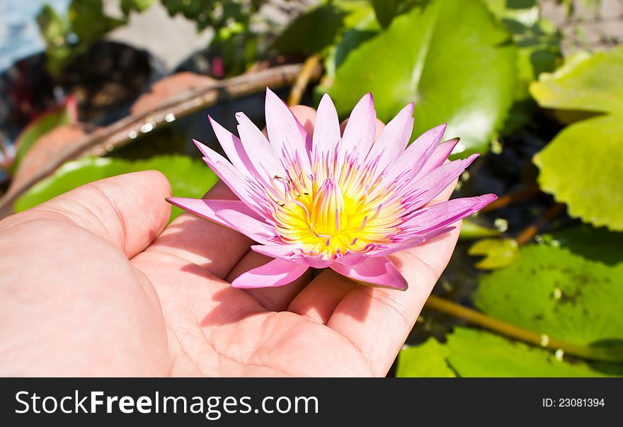 Hand showing pink lotus flower in hand