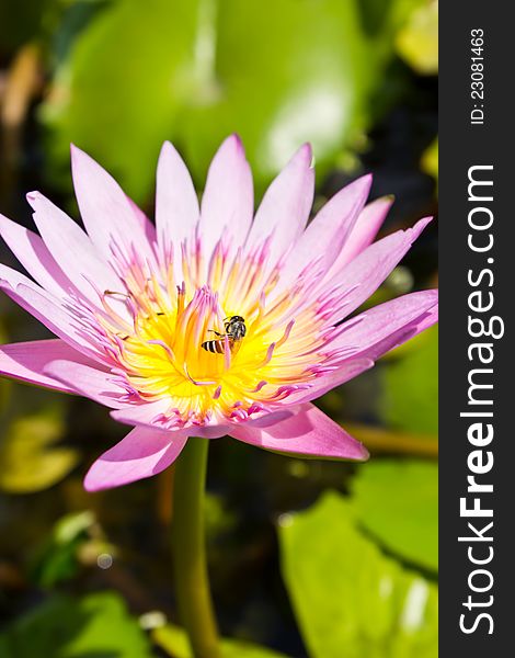 Pink lotus flower with bee