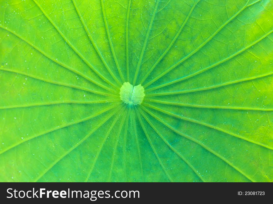 Green close up lotus leaf