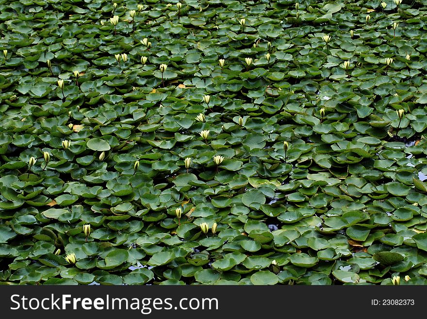 Yellow water liles and leaves in pond