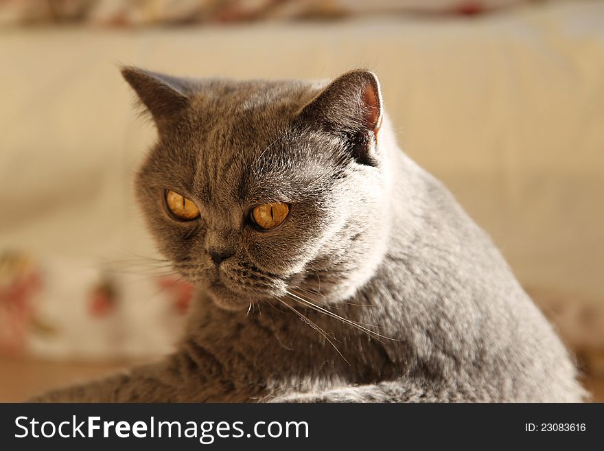 This beloved pet cat breed British Shorthair named Tais Queen