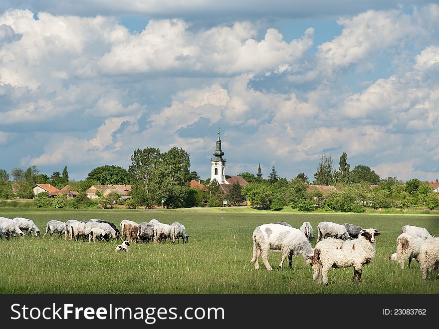 sheep on the beautiful green meadow. sheep on the beautiful green meadow