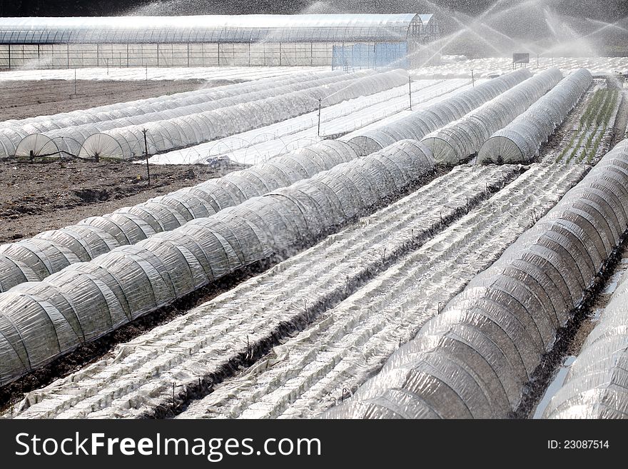 Plastic greenhouse and automatic sprinkler