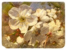 Old Postcard With A Few Cherry Blossoms. Stock Photography Old Postcard With A Few Cherry Blossoms. Stock Photography