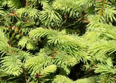Fir Tree Seamless Background Royalty Free Stock Photography