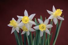 Narcissus Stock Photo Narcissus Stock Photo
