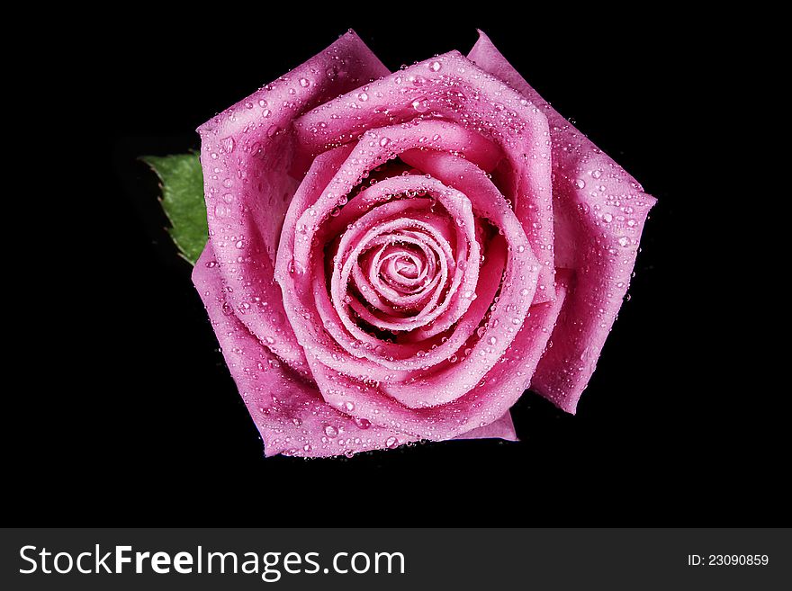 Pink rose fresh bloom on black background