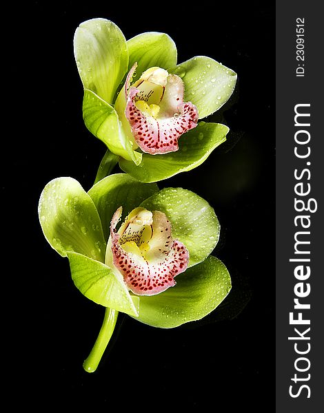 orchid fresh bloom on black background. orchid fresh bloom on black background