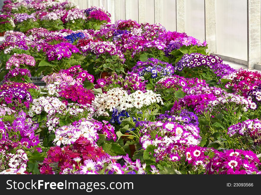 The multicoloured cineraria flowers are blooming. Scientific name: Pericallis hybrida