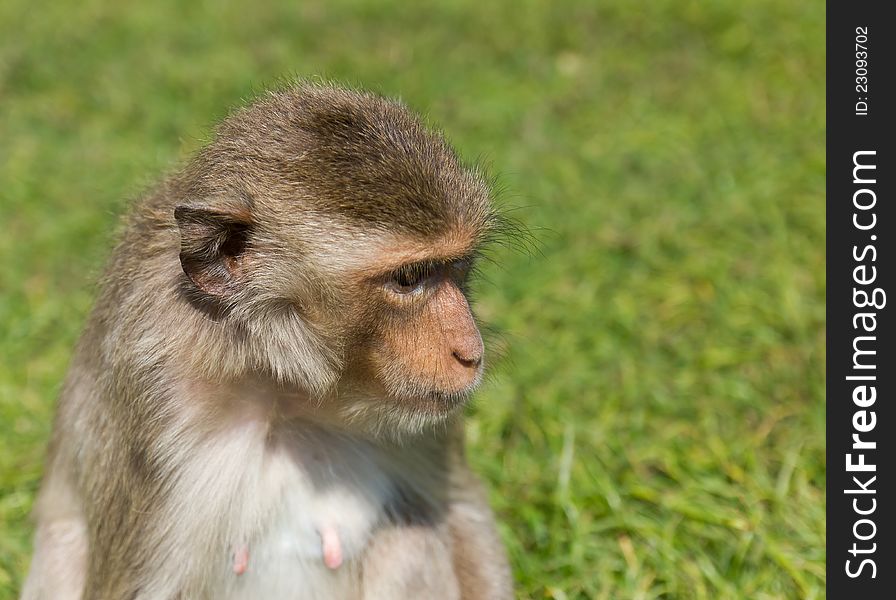 Macaque monkey sitting on green grass
