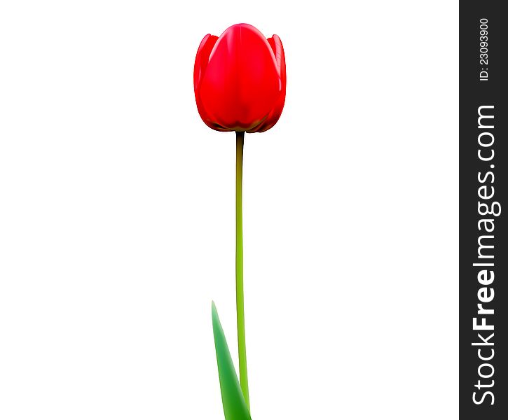 Beautiful tulips. For the background image. Beautiful tulips. For the background image